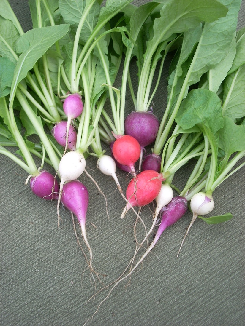 Freshly harvested radishes
