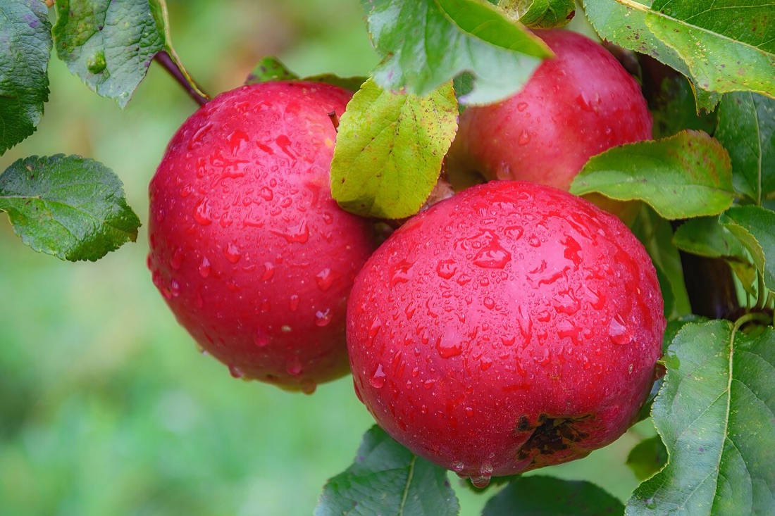 Apples ripening on the tree