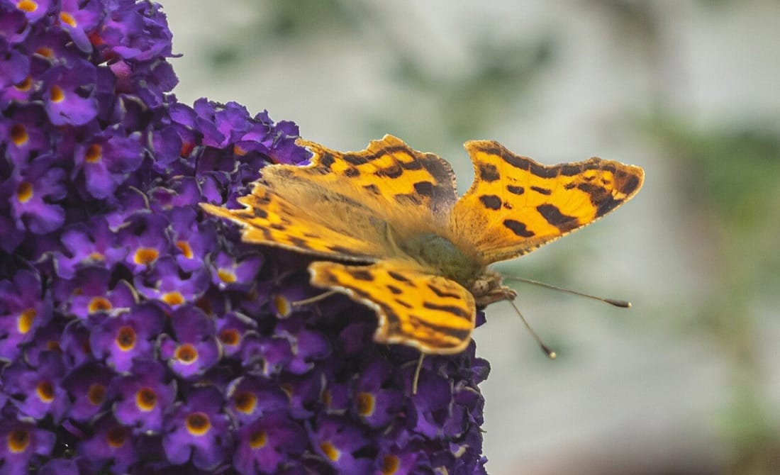A comma butterfly feeding on purple buddleia flowers