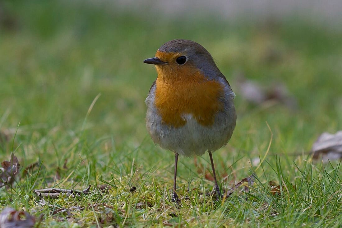 A European robin standing on a garden lawn
