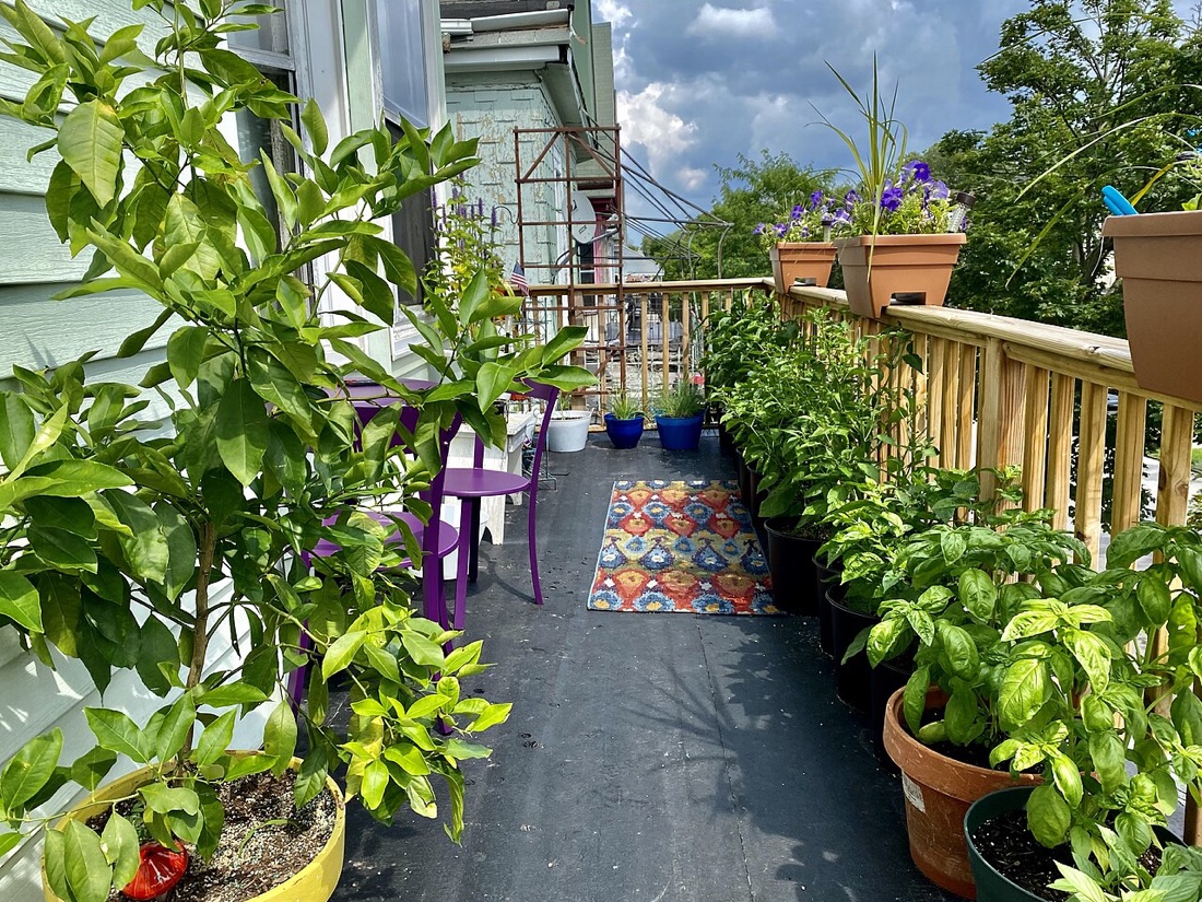 Vegetables growing in containers on a patio