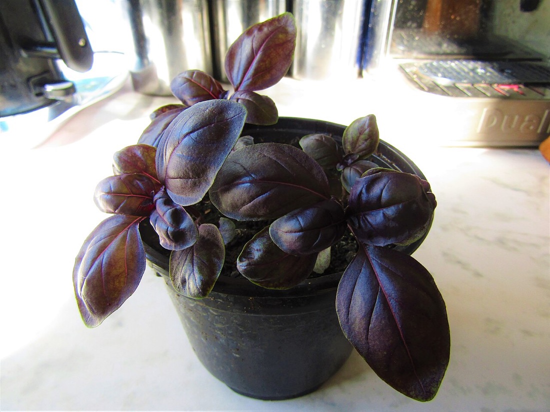 A basil plant