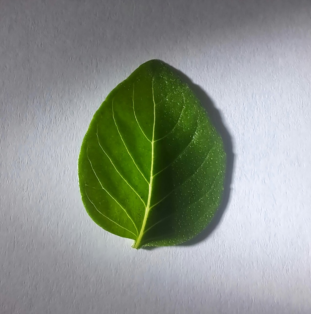 A basil plant