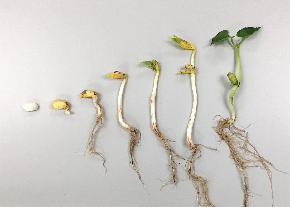 A child gardening