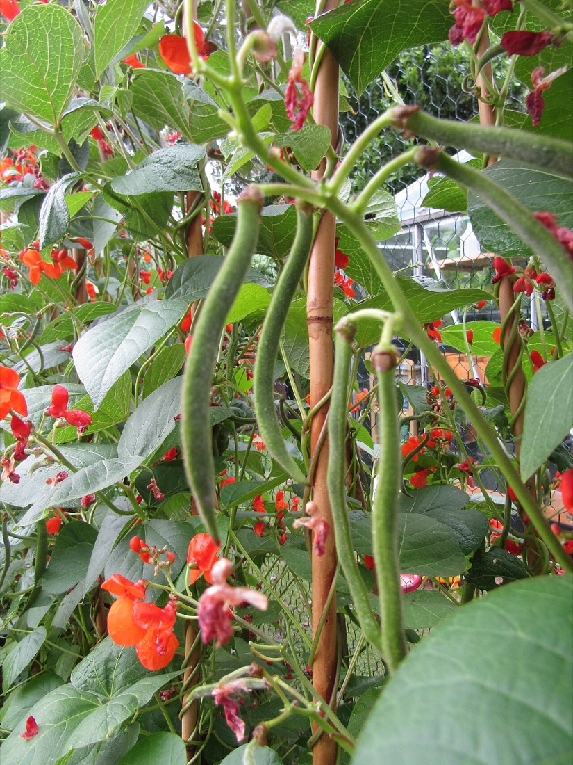 A child gardening