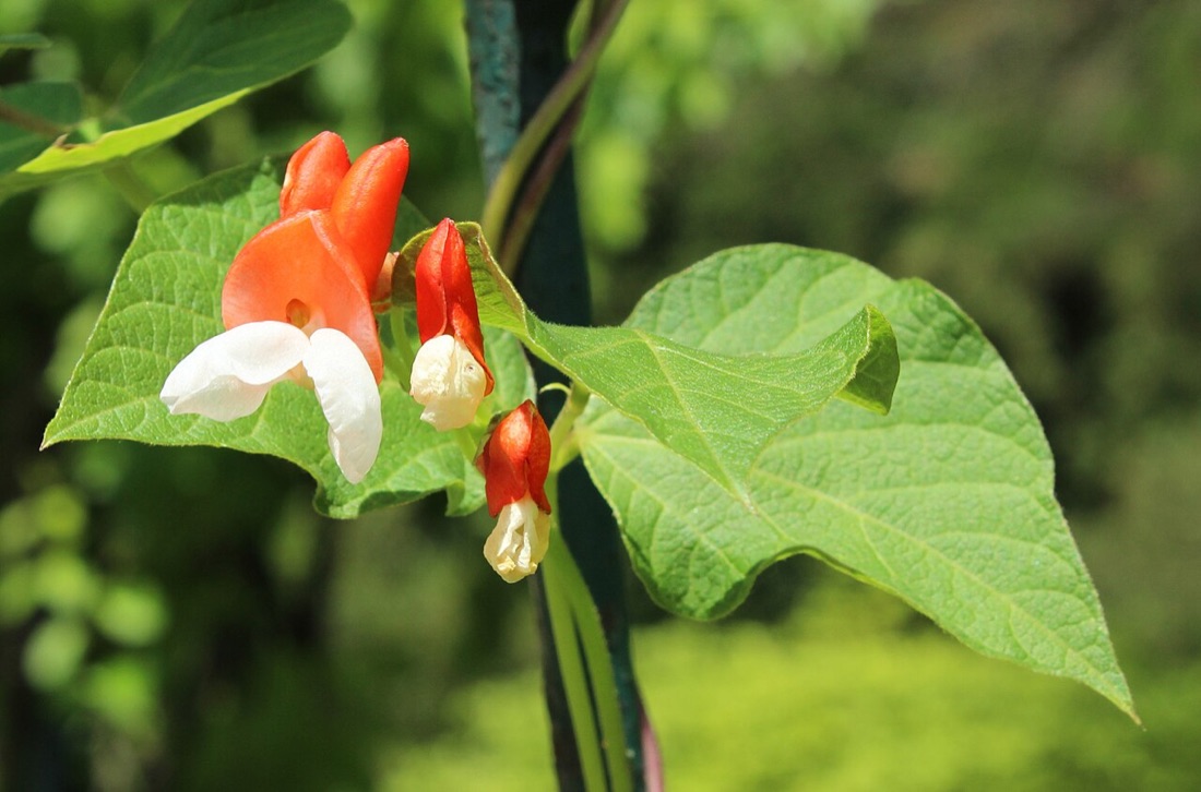 Runner beans growing in a garden