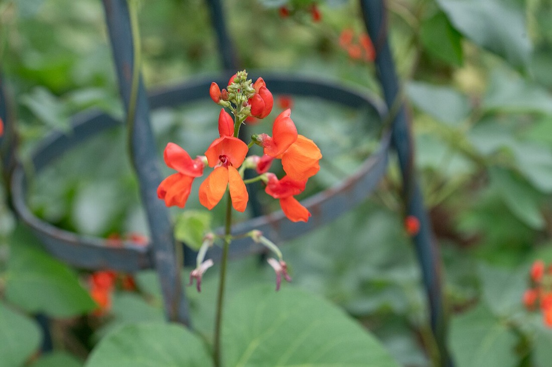 Runner beans growing in a garden