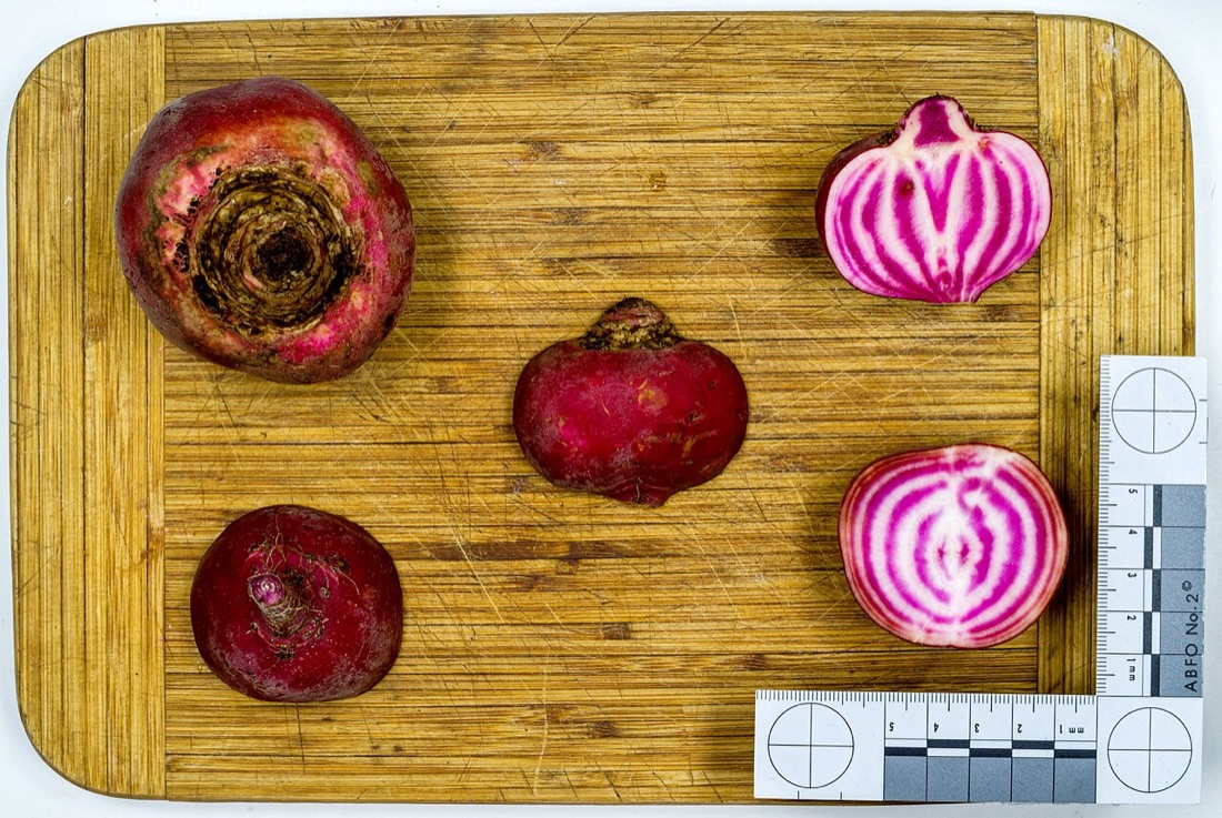 Beetroot growing in the garden