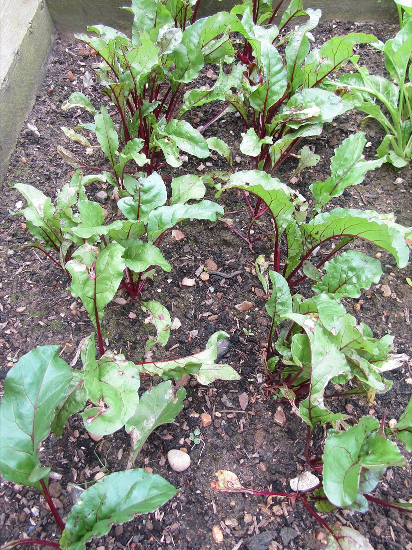 Beetroot growing in the garden