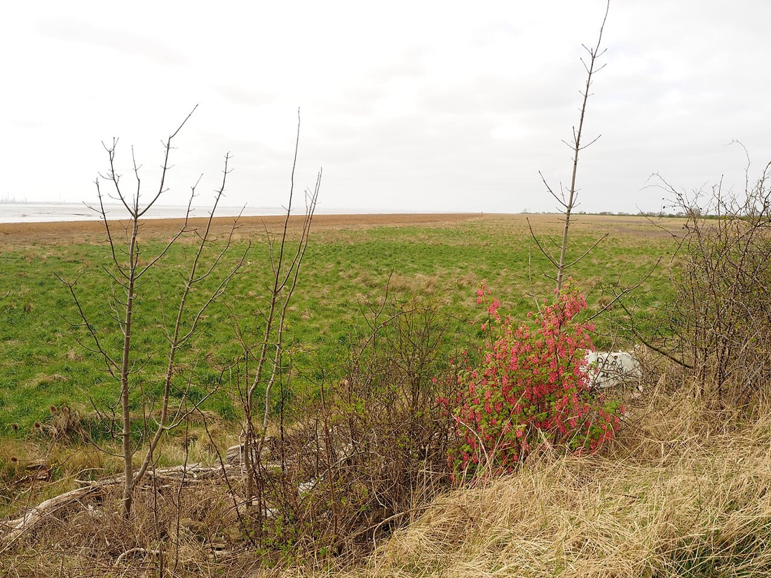 Currants on the bush