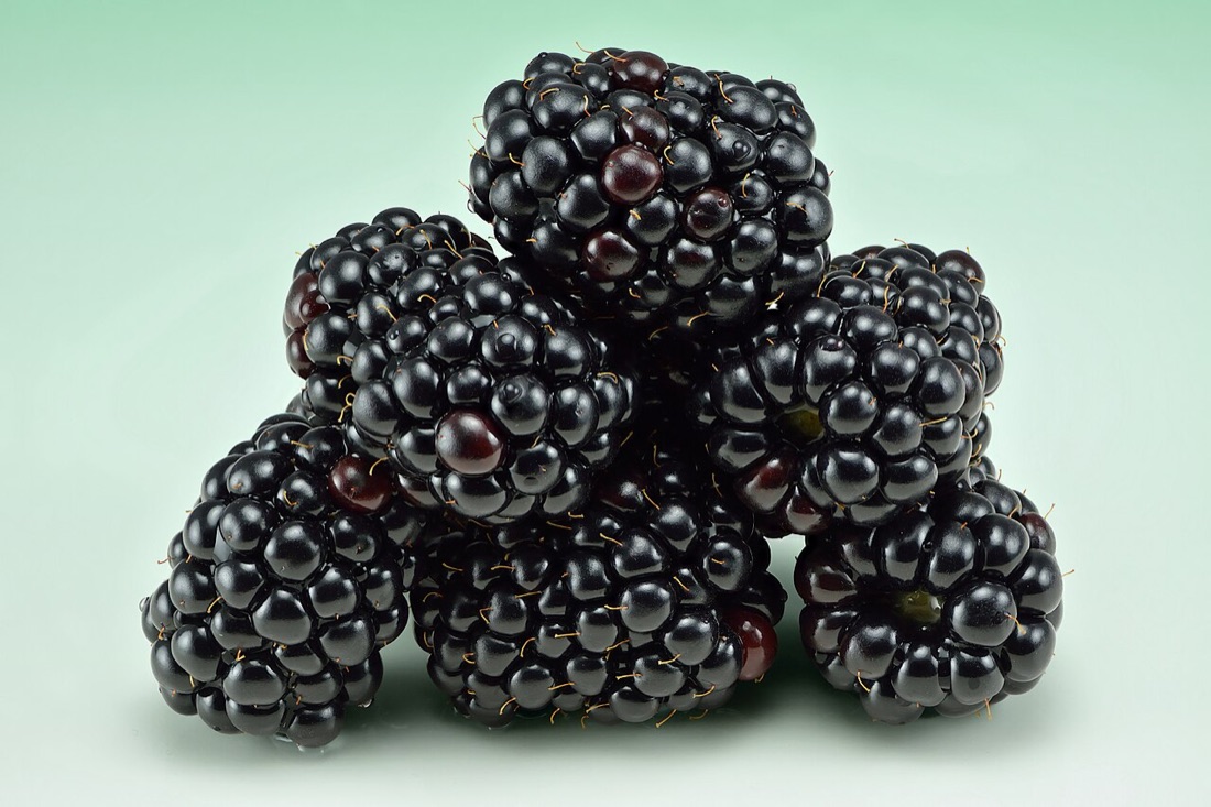 Blackberries ripening on the bramble