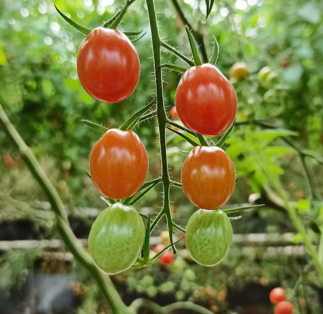 Ripe tomatoes growing on the vine