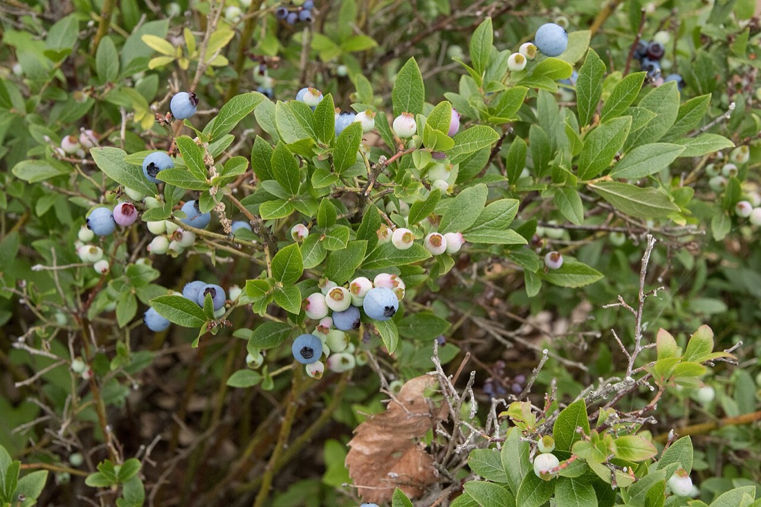 Blueberries on the bush