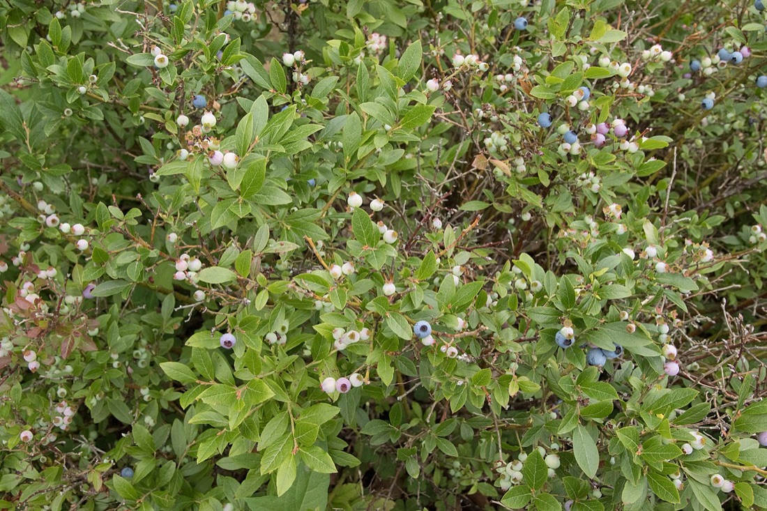 Blueberries on the bush