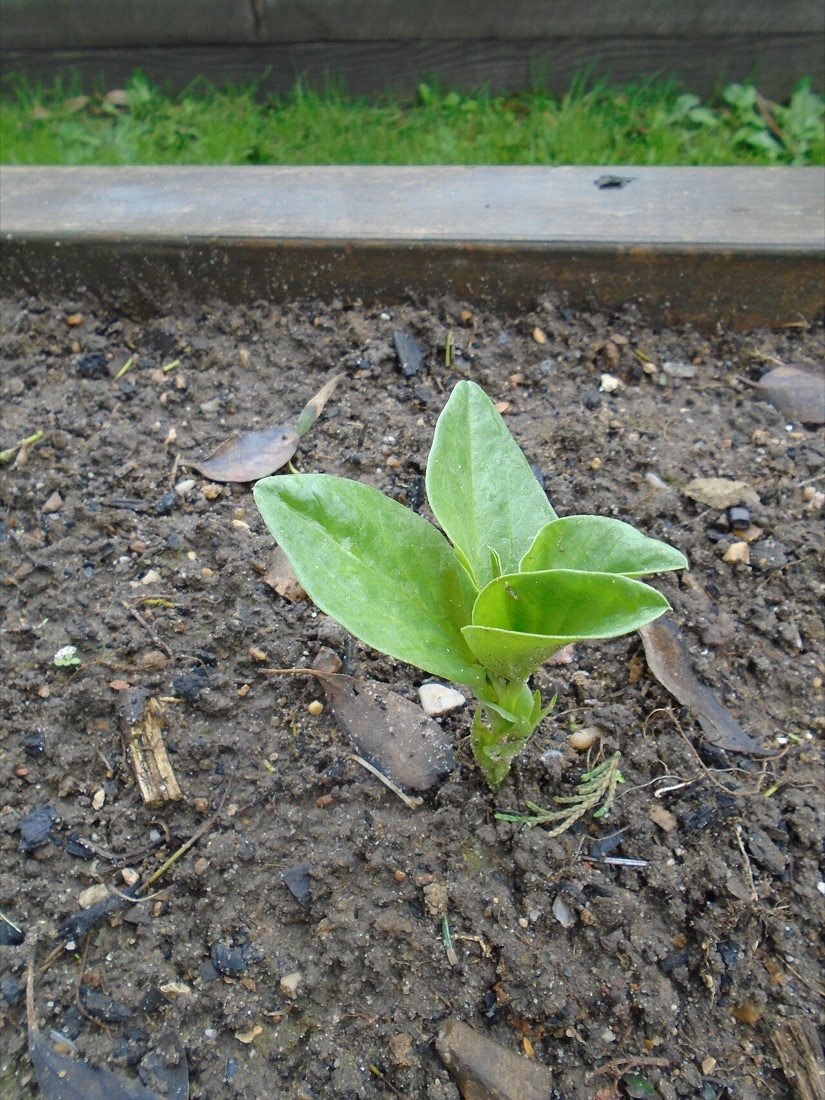 Broad bean plants with pods