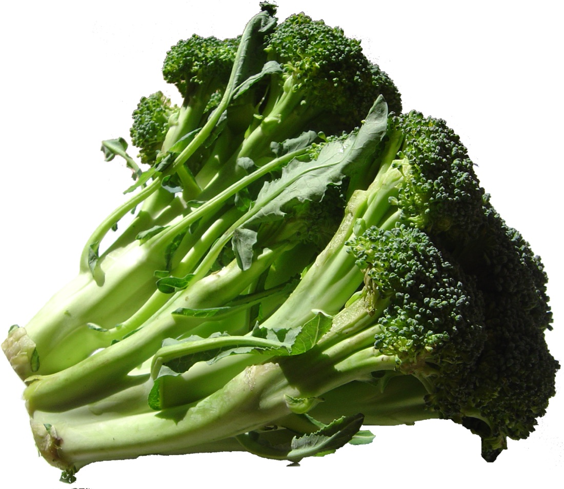 Broccoli growing in the garden