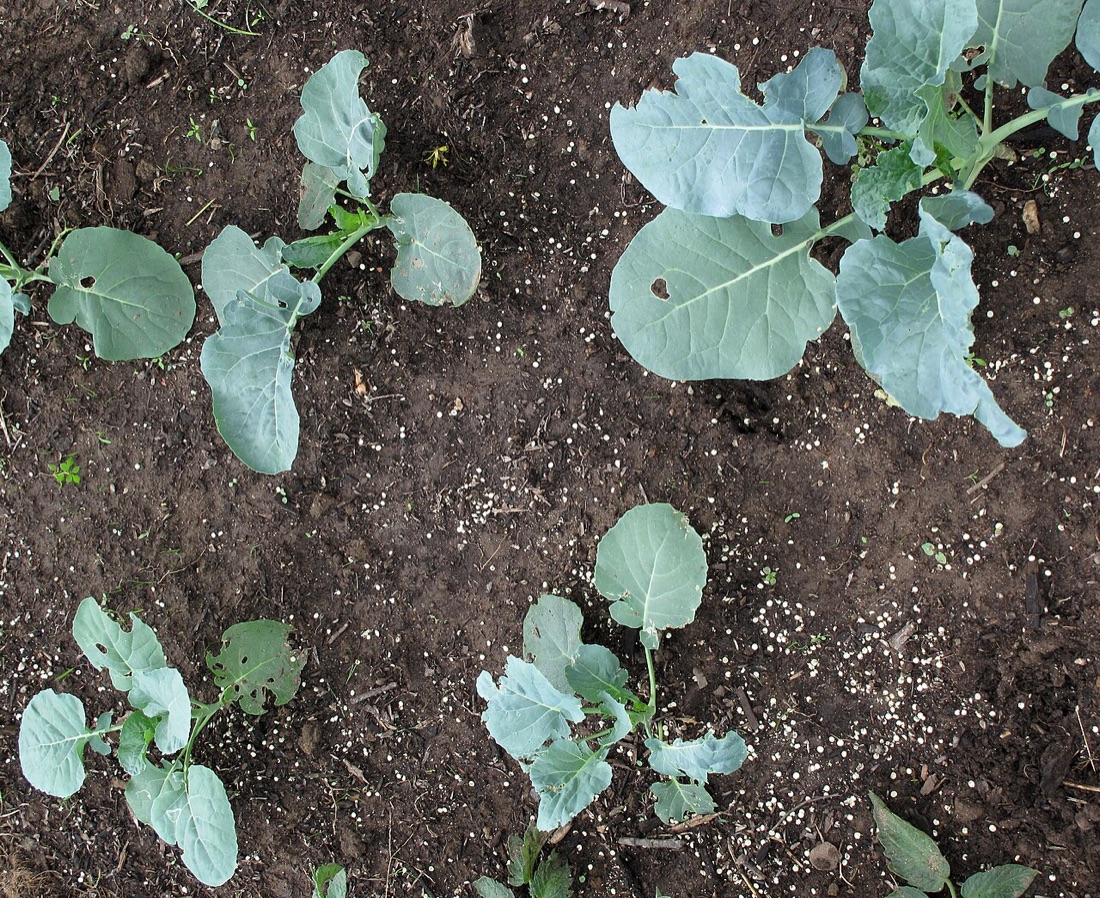 Broccoli growing in the garden