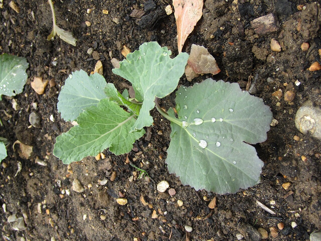 A cabbage growing in a vegetable bed