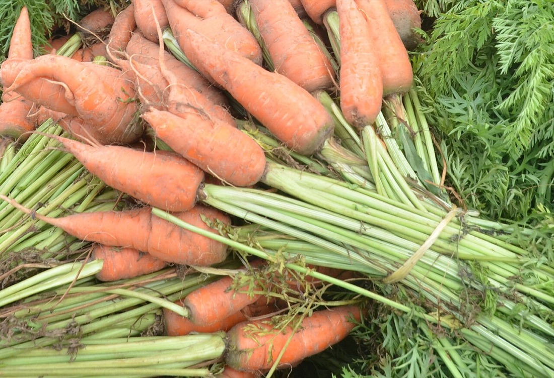 Freshly pulled carrots