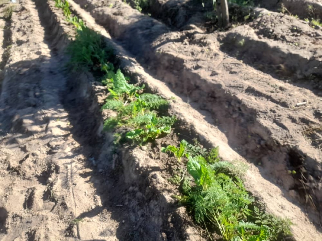 Freshly pulled carrots