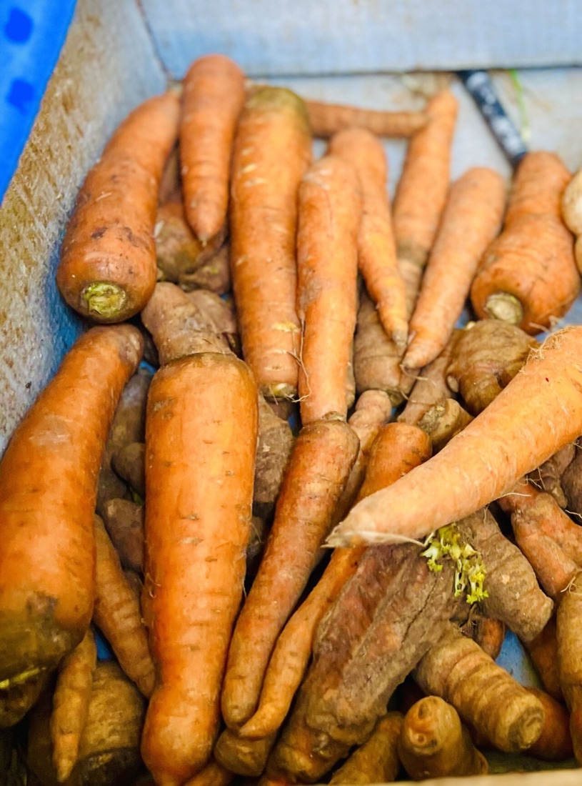 Freshly pulled carrots