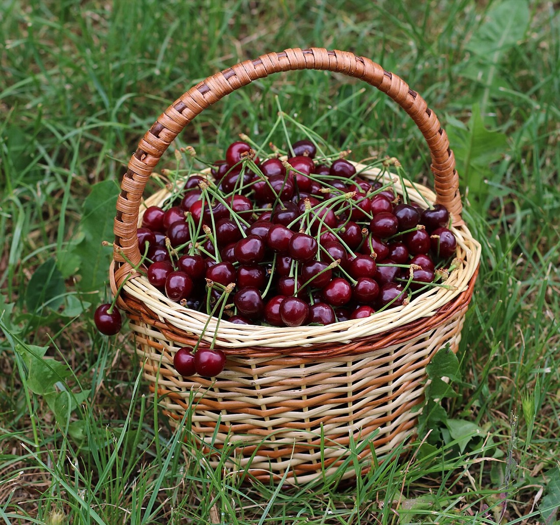 Ripe cherries on the tree
