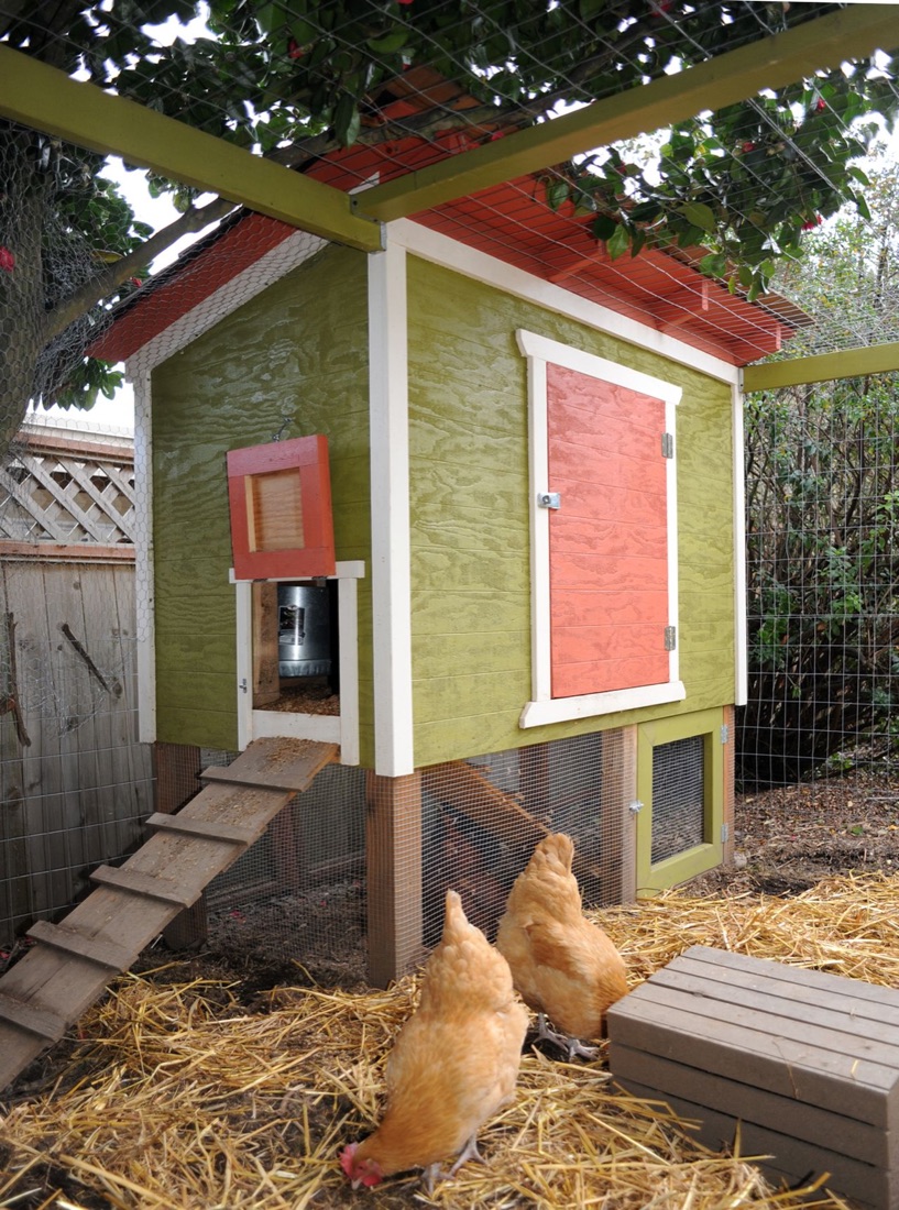 Backyard chickens in a garden