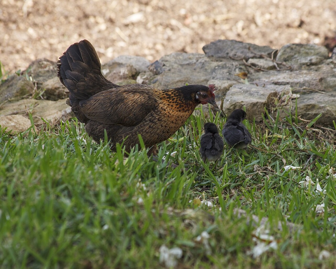 Backyard chickens in a garden