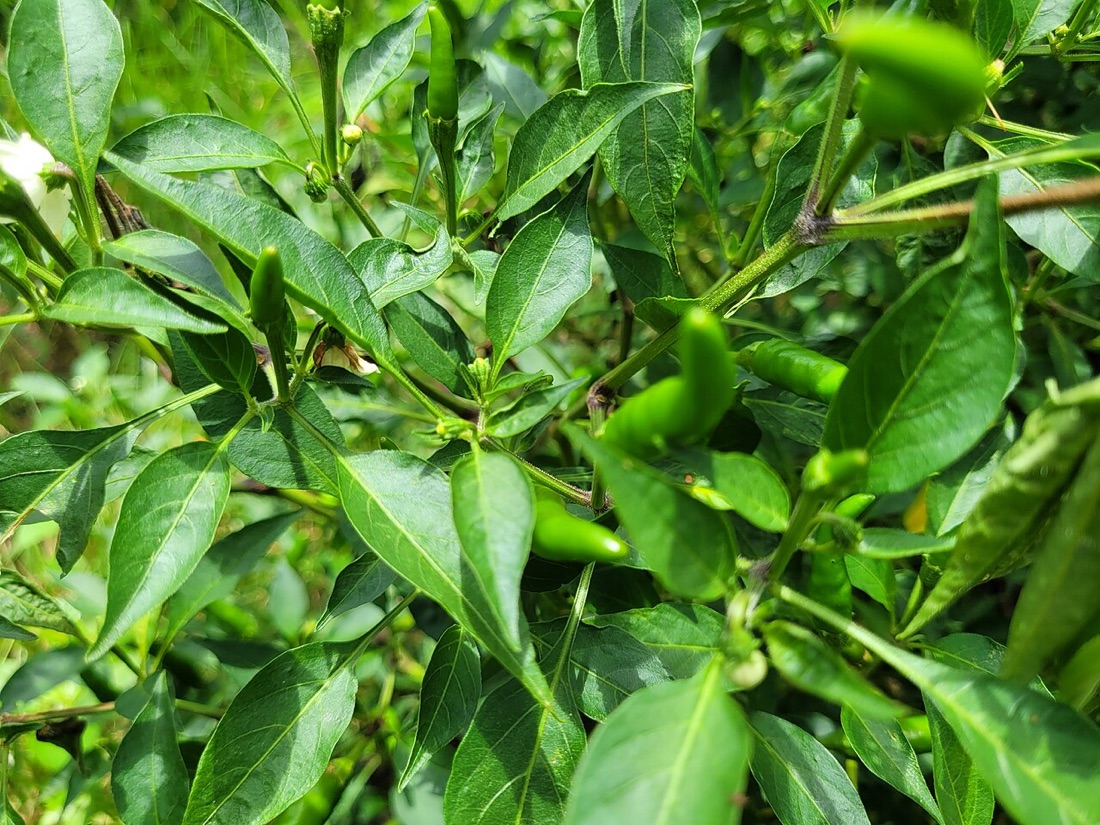 Chillies and peppers ripening