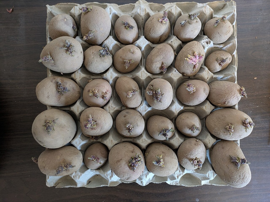Freshly harvested potatoes