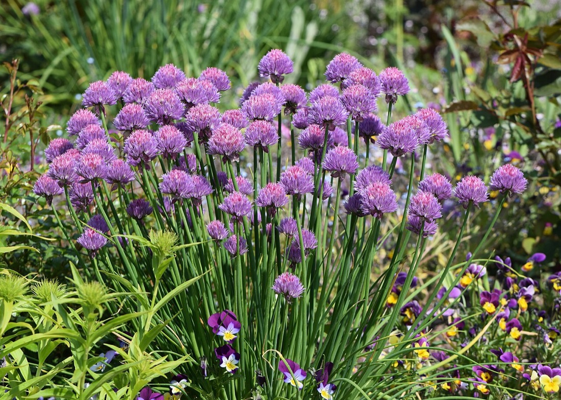 Chives in flower