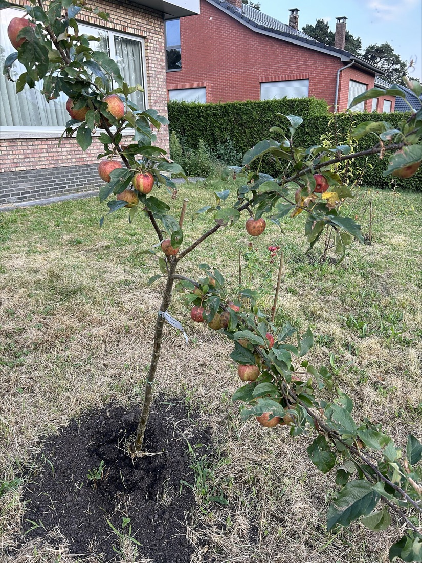 Apples ripening on the tree