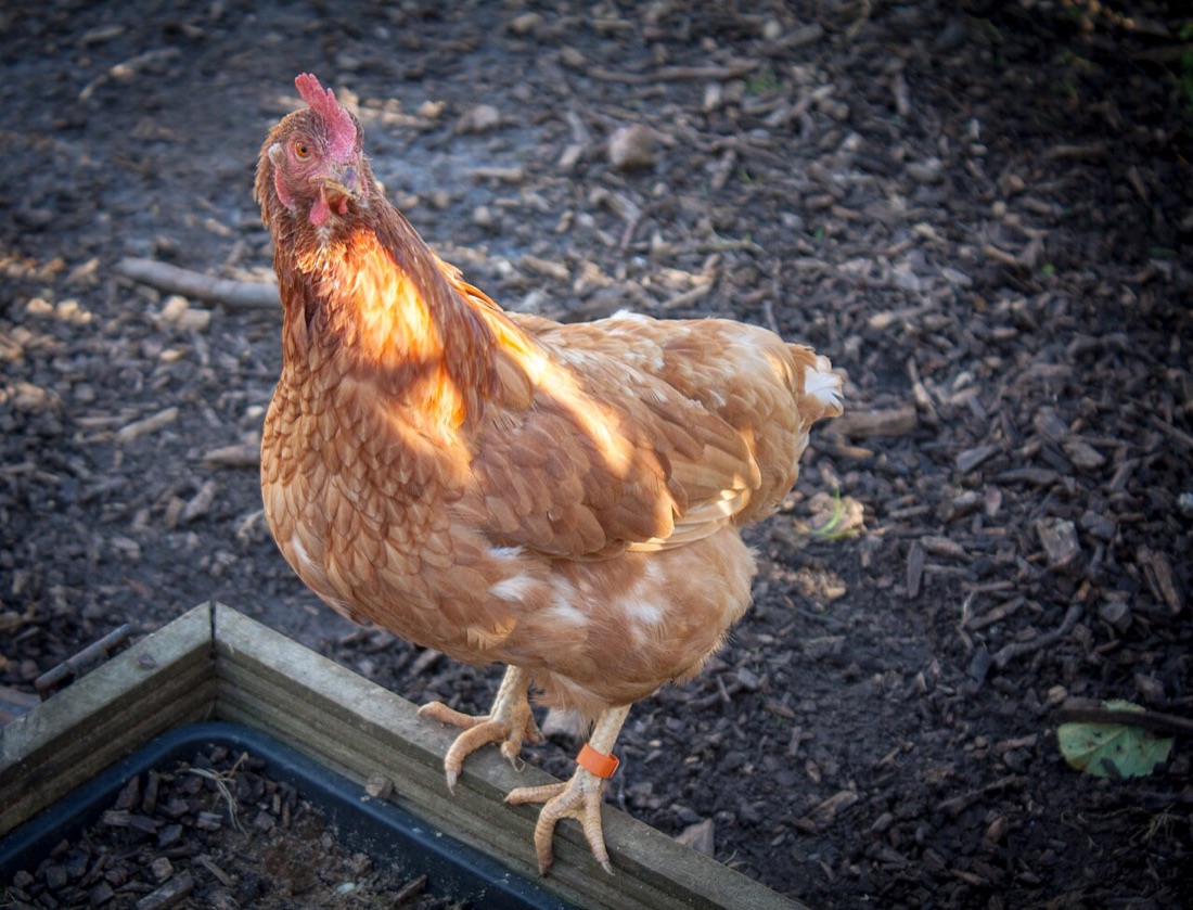 Backyard chickens in a garden