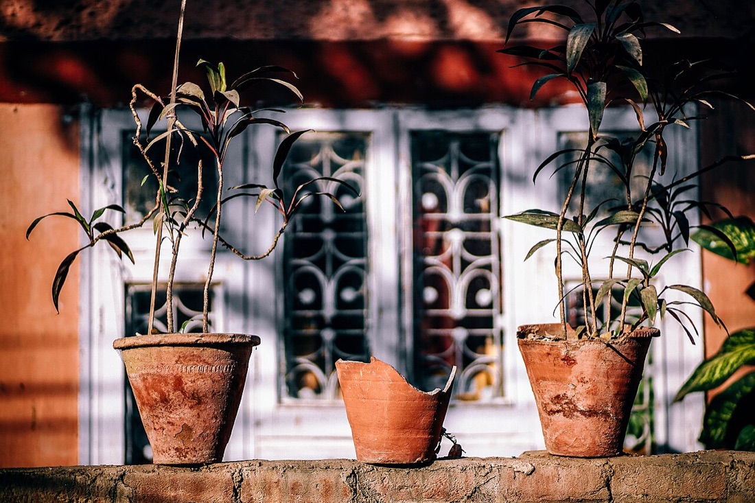 Vegetables growing in containers on a patio