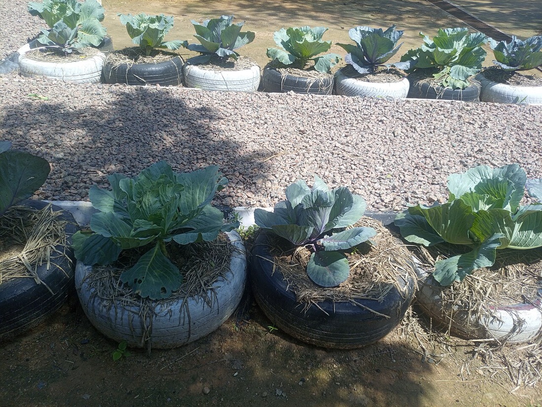 A cabbage growing in a vegetable bed