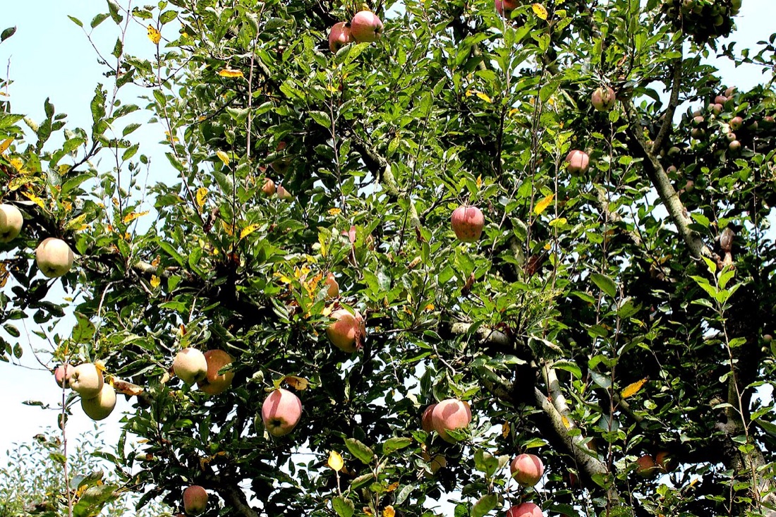 Apples ripening on the tree