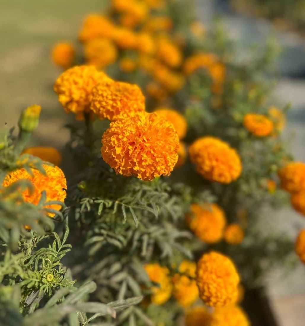 An organic vegetable garden with flowers