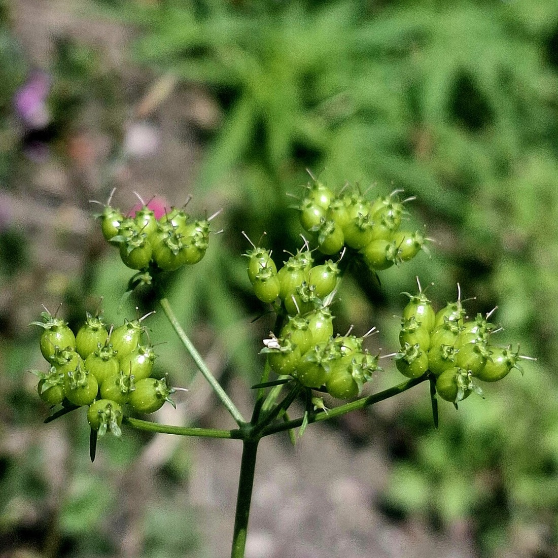 A coriander plant
