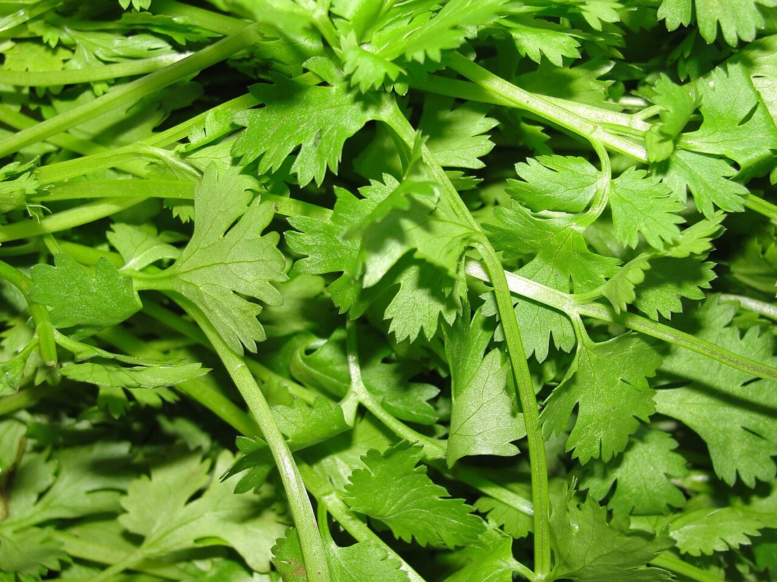 A coriander plant