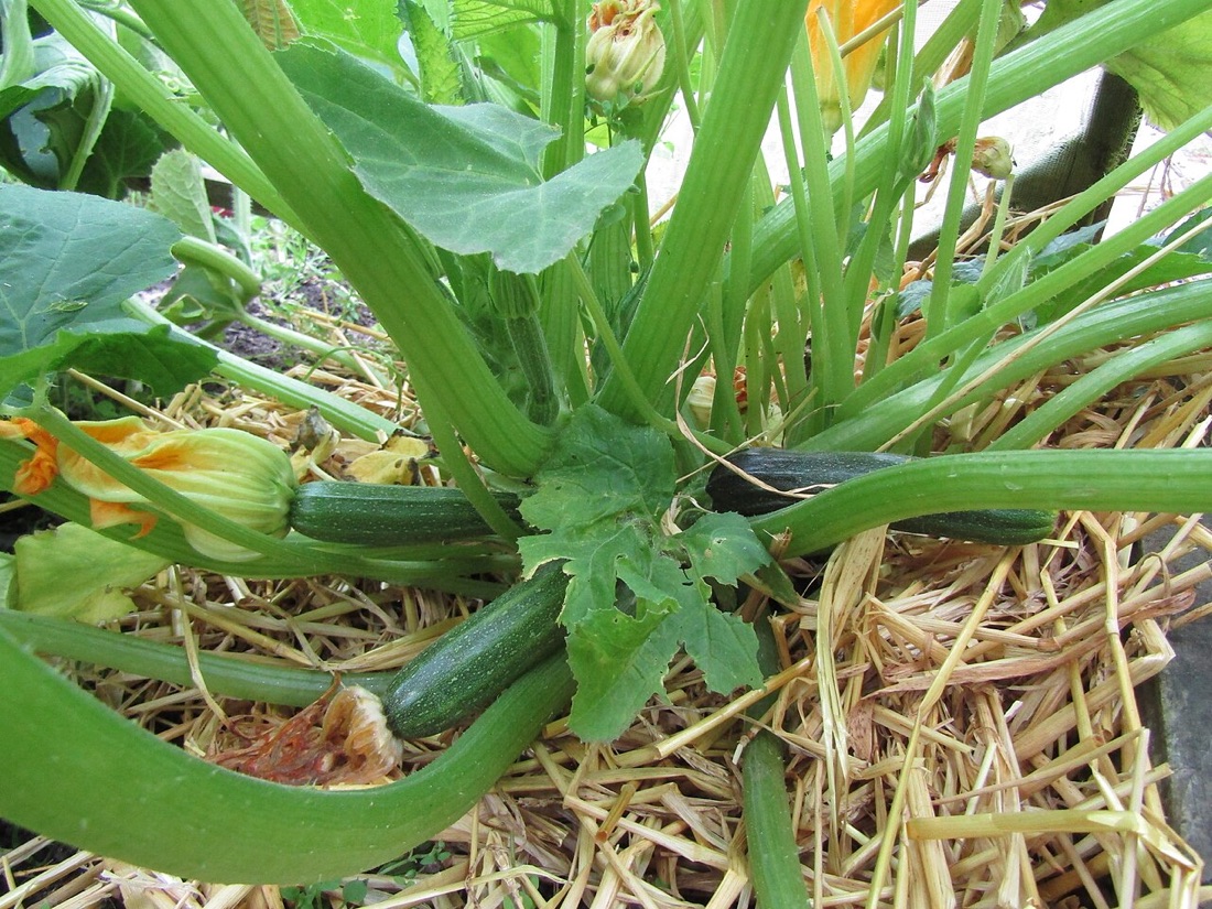 Courgettes growing on the plant