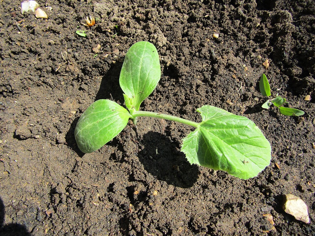 Courgettes growing on the plant