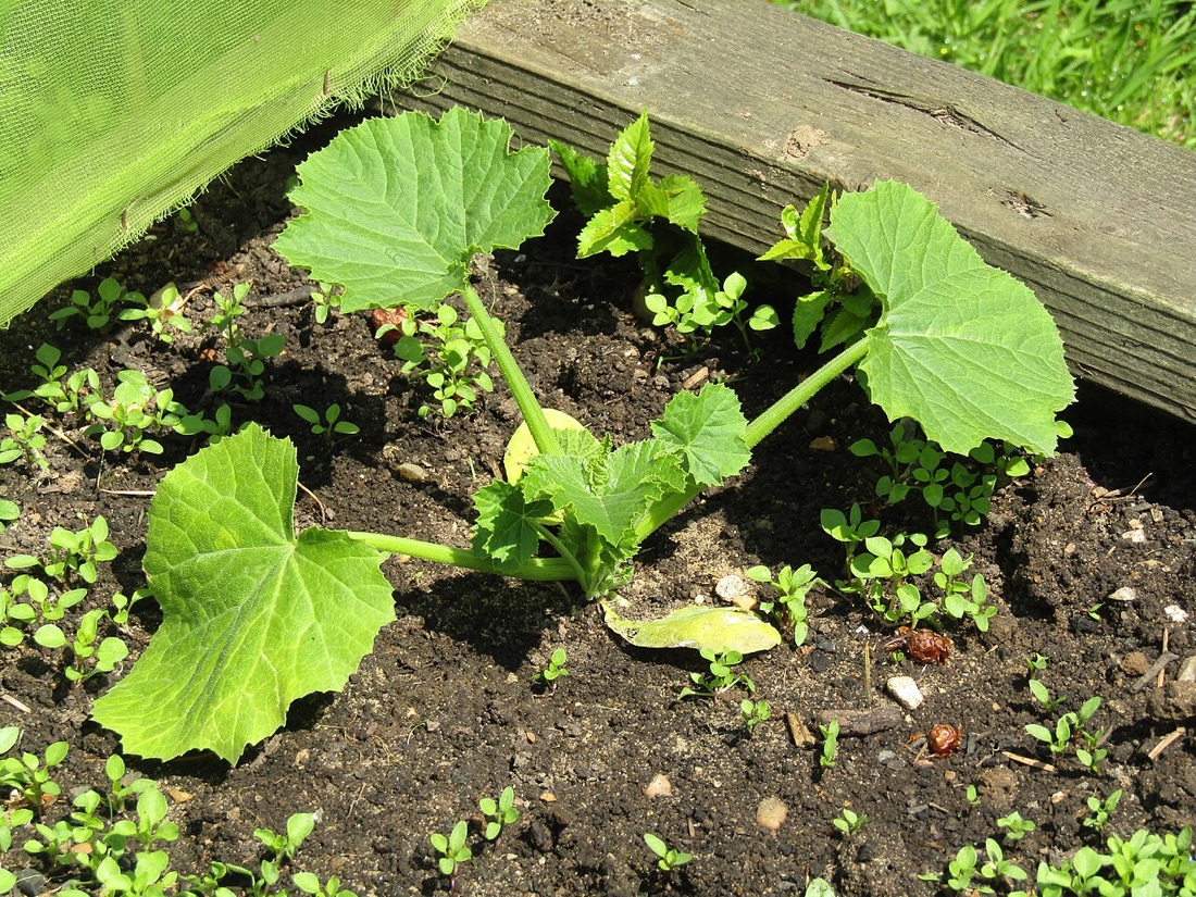 Courgettes growing on the plant