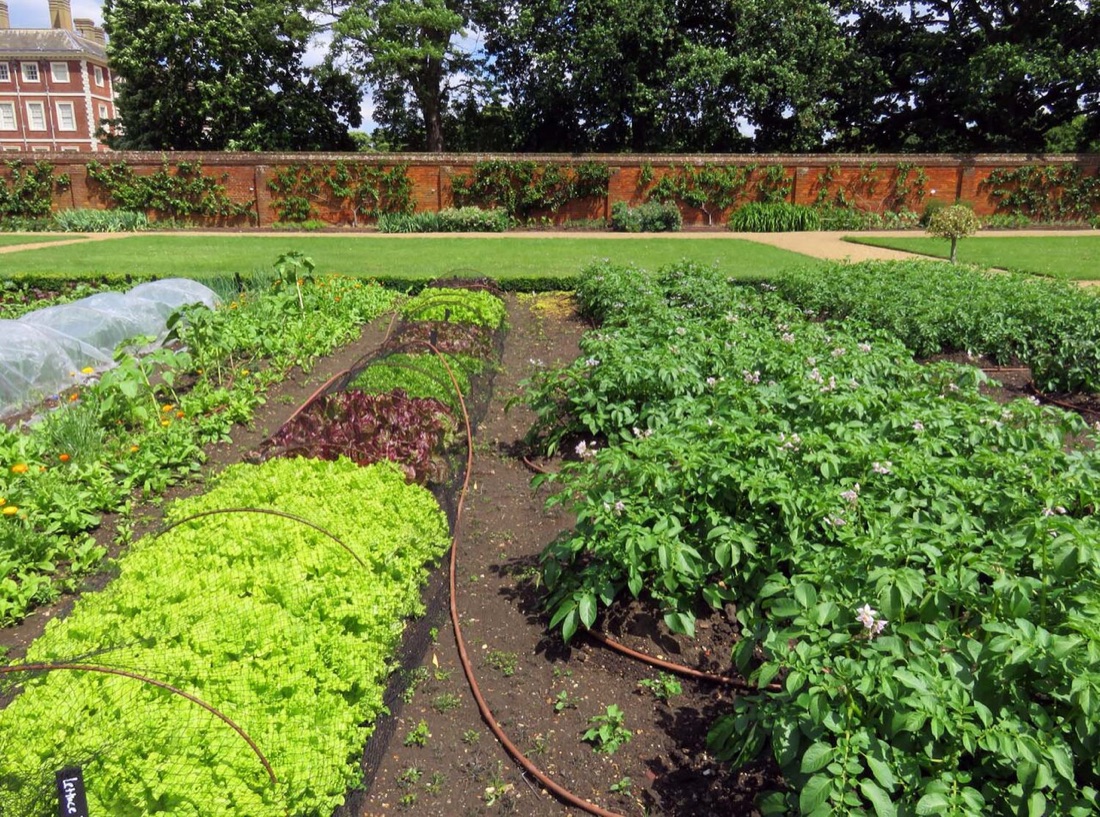 A basket of homegrown vegetables