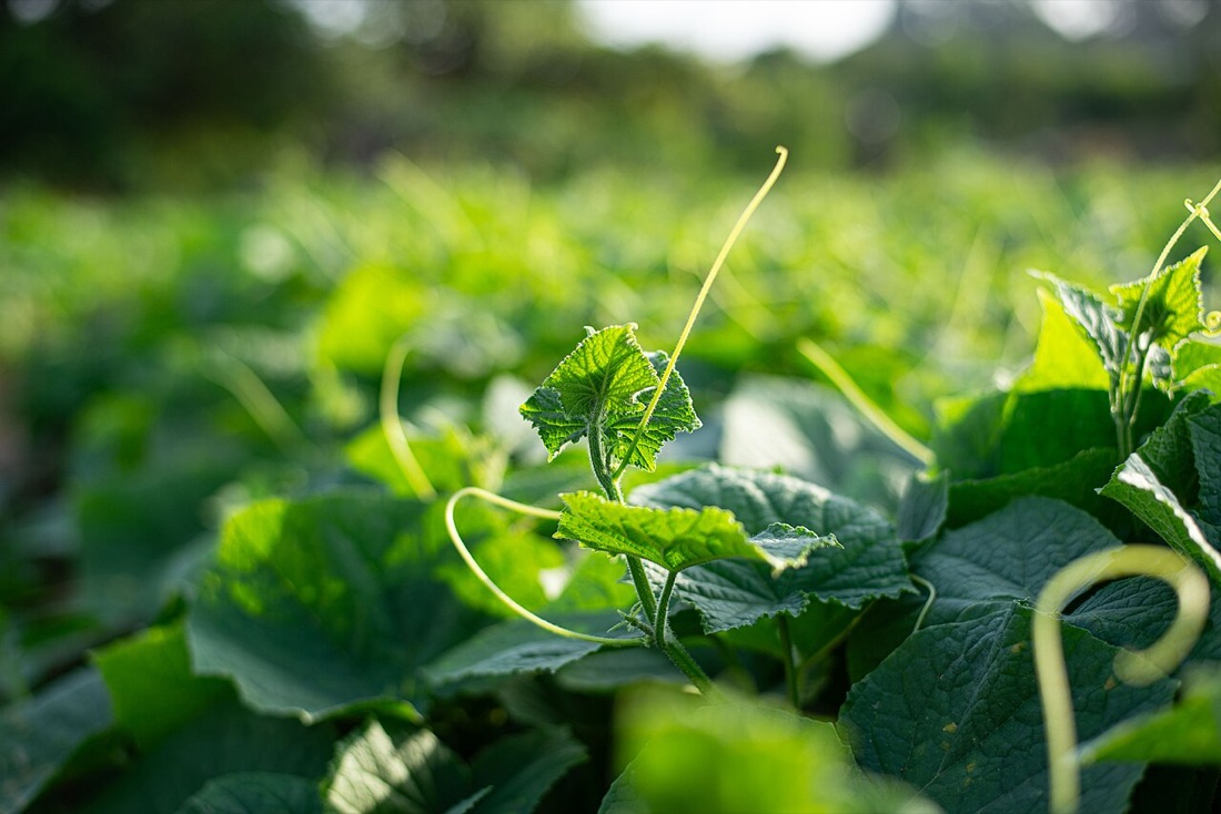 Cucumbers growing on the plant
