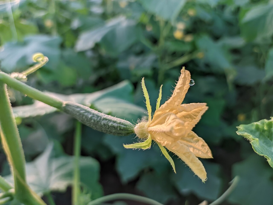 Cucumbers growing on the plant