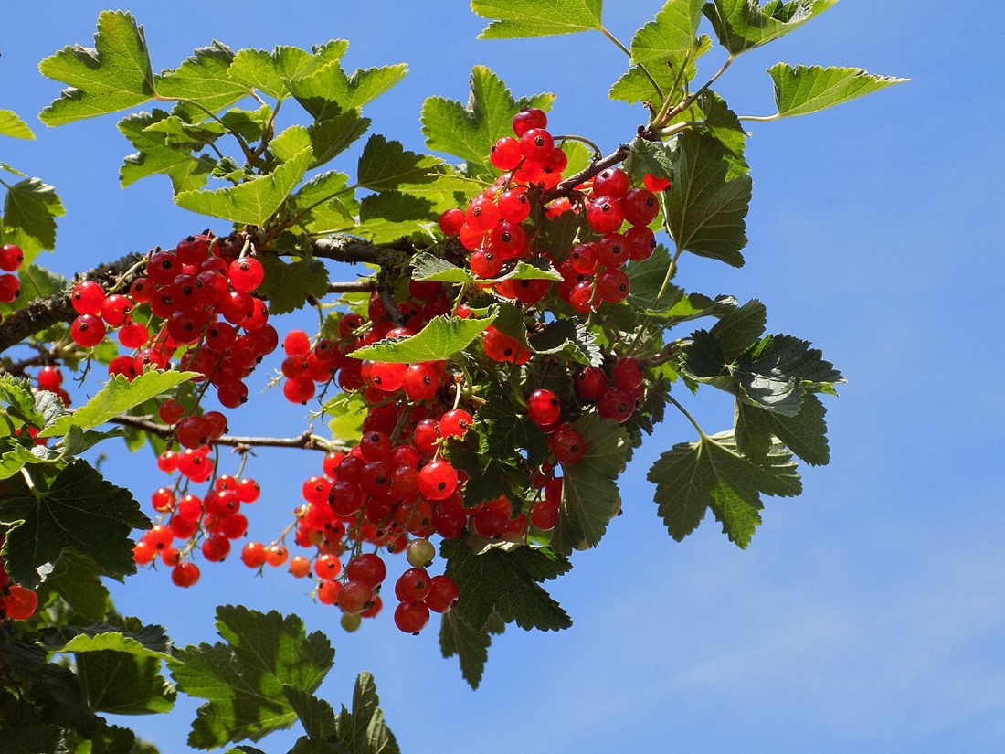 Currants on the bush