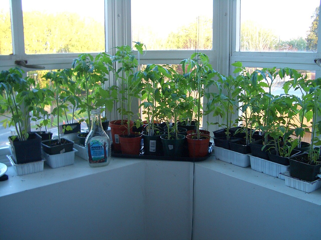 A vegetable garden with raised beds