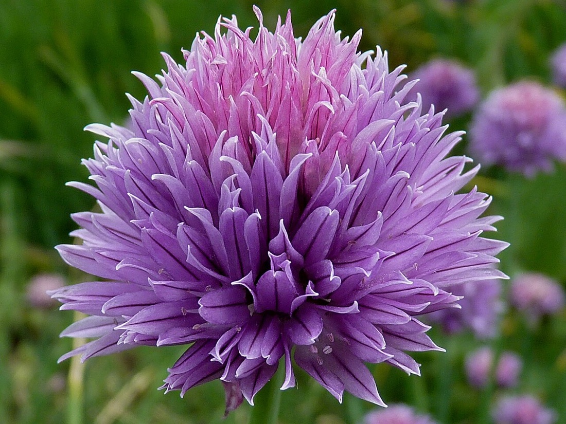 Chives in flower