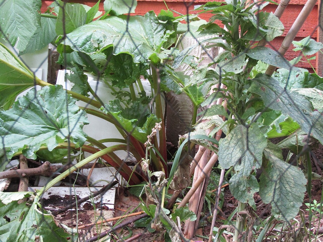 Rhubarb growing in the garden