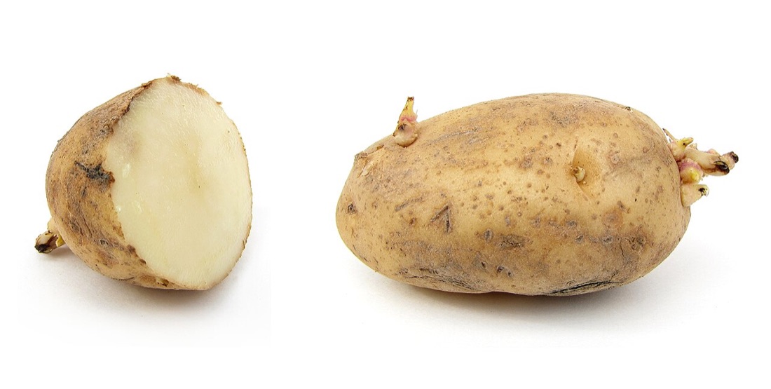 Freshly harvested potatoes
